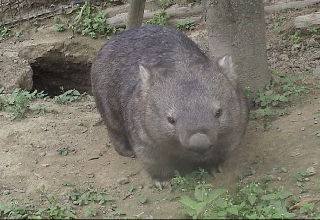 Common Wombat and Its Burrow Common Wombat and Its Burrow