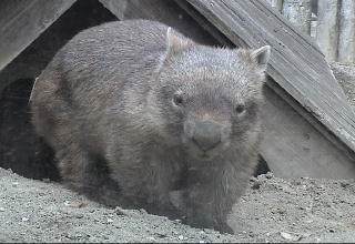 Common wombat (Vombatus ursinus hirsutus) Common wombat (Vombatus ursinus hirsutus)