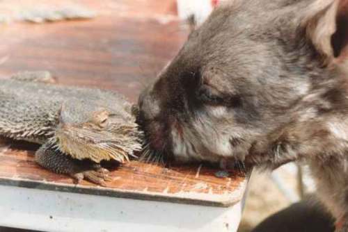 Hairy nosed wombat and a lizard