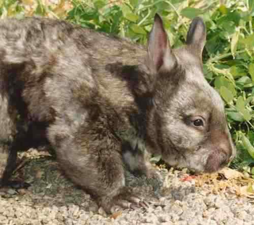 Hairy nosed wombat pic