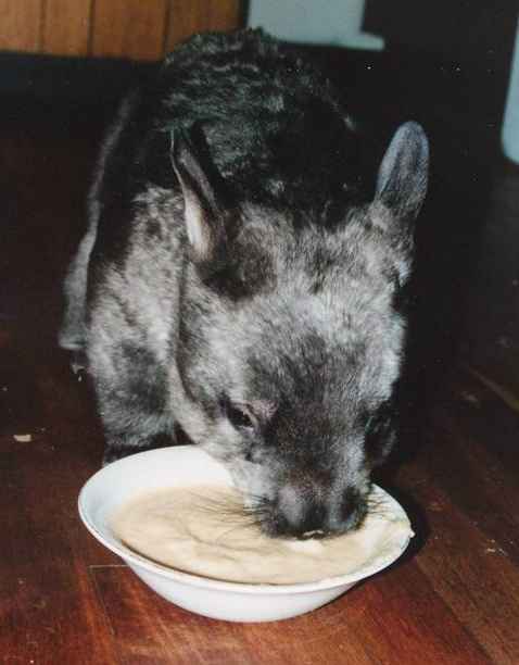Wombat eating Wombat eating