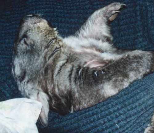 Sleeping Southern hairy-nosed wombat Sleeping Southern hairy-nosed wombat