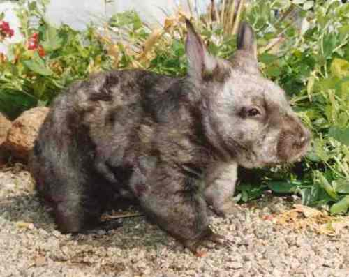 Southern hairy nosed wombat picture Southern hairy nosed wombat picture