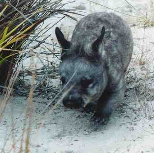 Wombat on the beach Wombat on the beach