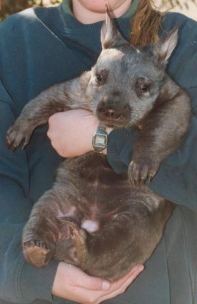 Immature Hairy-nosed wombat Immature Hairy-nosed wombat