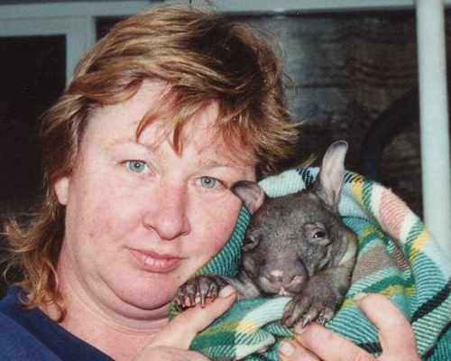 Orphaned Hairy-nosed wombat joey