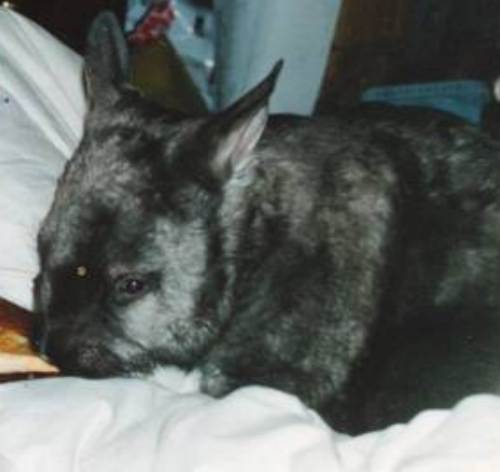 Southern hairy-nosed wombat Southern hairy-nosed wombat