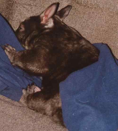 Hairy-nosed wombat with a blanket Hairy-nosed wombat with a blanket