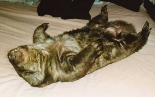 Wombat sleeping on his back Wombat sleeping on his back
