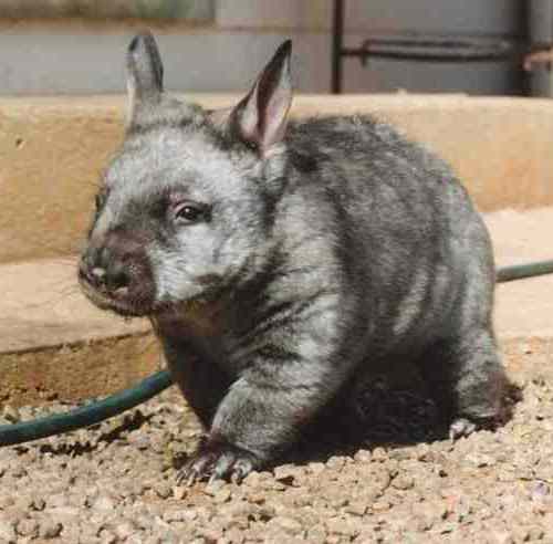 Wombat walking Wombat walking