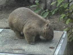 Common wombat profile