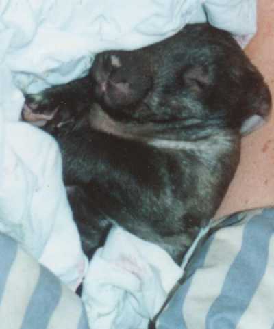 Baby wombat sleeping
