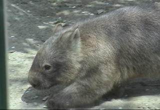 Common wombat's head and torso Common wombat's head and torso