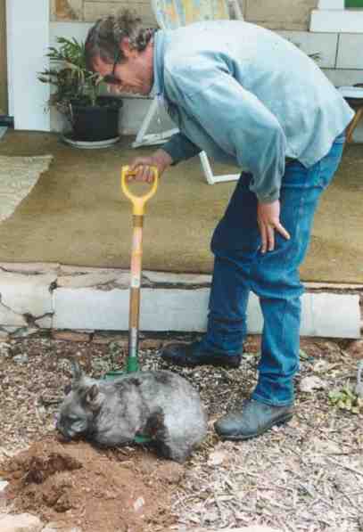 Digging with a Hairy nosed wombat