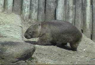 Common Wombat Common Wombat