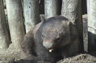 Common Wombat That Looks Like a Bear Common Wombat That Looks Like a Bear