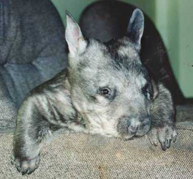 Hairy nosed wombat head
