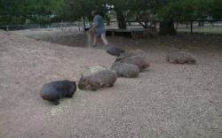 Wombats feeding together