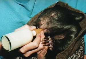 Wombles, a common wombat, being bottle fed, May 2002