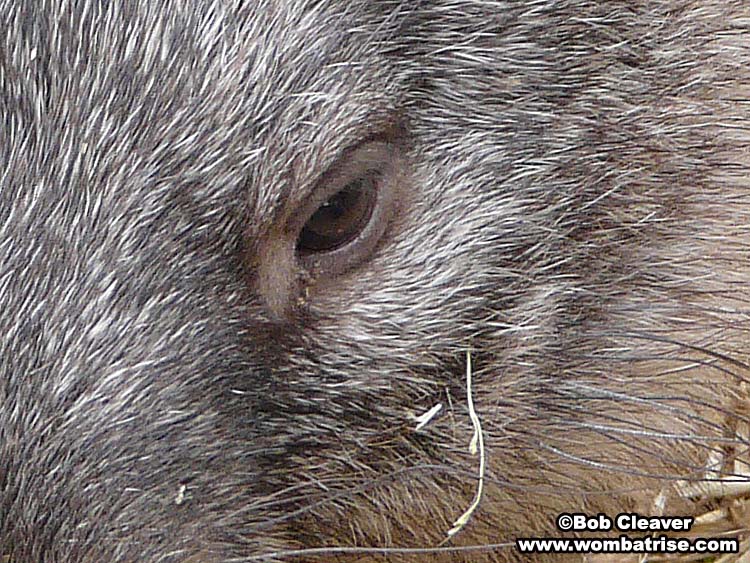 bare nosed wombat eye picture