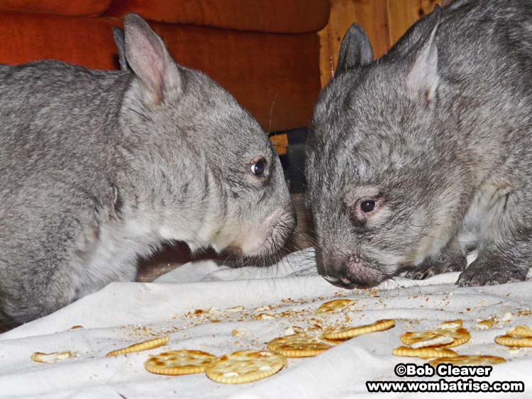 hairy nosed wombats eating together picture