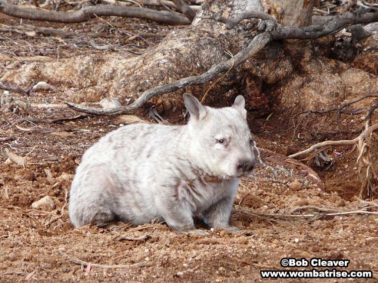 light colored hairy nosed wombat picture