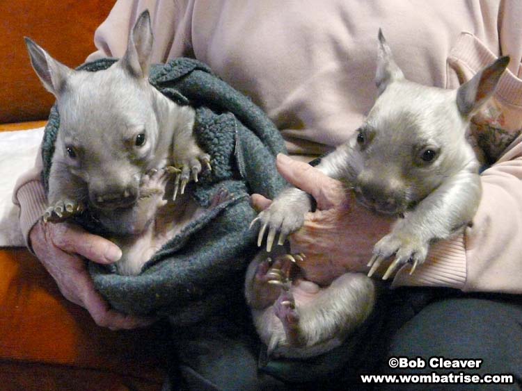 young joeys in a wombat carer's hands picture