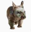 Hairy nosed wombat picture