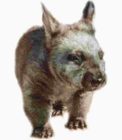 Adult Southern hairy-nosed wombat