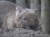Wombat digging picture