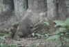 Common wombat emerging from its burrow