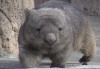 Bare-nosed wombat walking