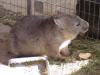 Wombat diet