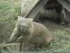 Captive wombat picture