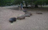 Wombats feeding together