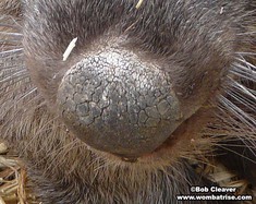 Bare Nosed Wombat Nose thumbnail