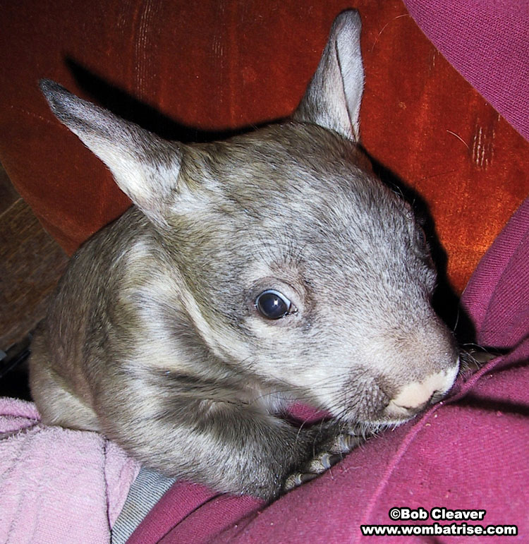 baby wombat picture