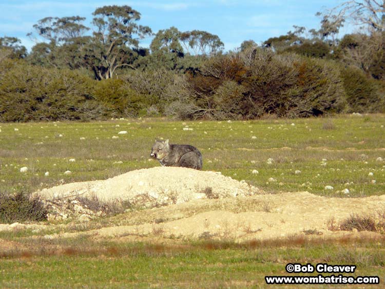 wild wombat on its burrow picture