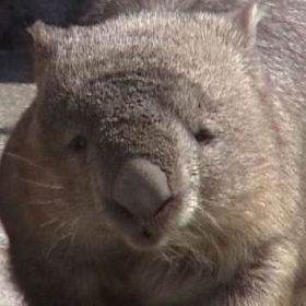 Bare-nosed Wombat Head Close-Up