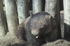 Bare-nosed wombat picture
